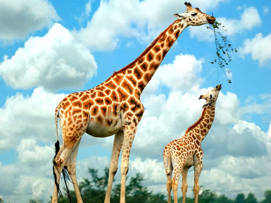 Жирафы,Животные
