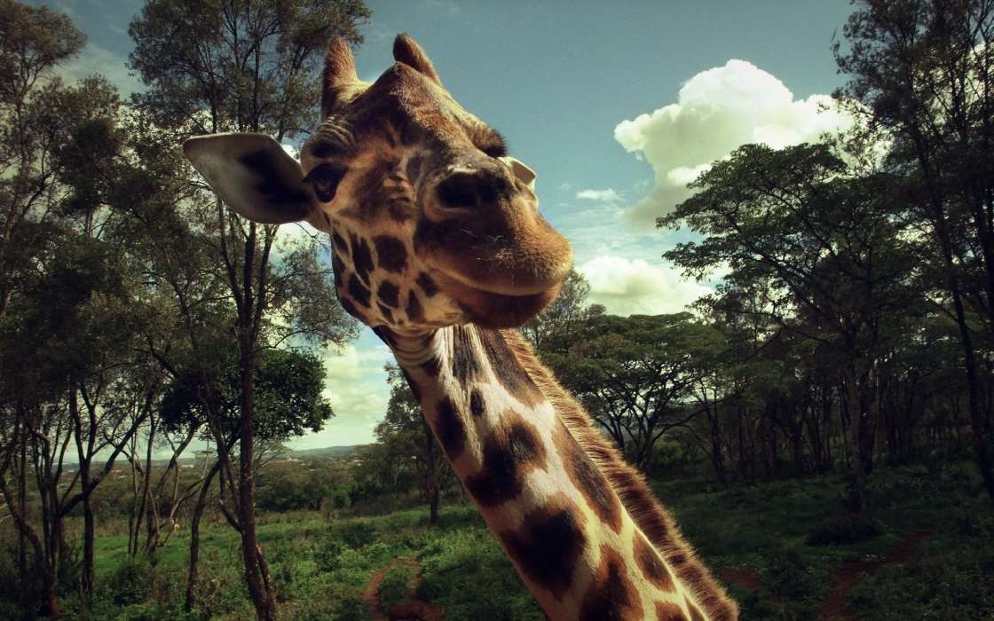 Жирафы,Животные