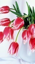Новые обои на телефон скачать бесплатно: 8 марта, Букеты, Цветы, Растения, Тюльпаны.