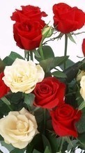 Новые обои на телефон скачать бесплатно: 8 марта, Цветы, Открытки, Растения, Розы.