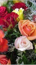 8 марта, Цветы, Праздники, Растения, Розы для Sony Ericsson Cedar