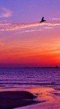Чайки, Море, Пейзаж, Закат для Samsung Galaxy Grand