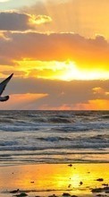 Чайки,Море,Пейзаж,Закат для Samsung S5233