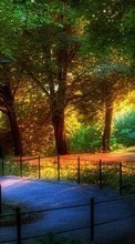 Артфото, Деревья, Пейзаж для Nokia 130