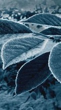 Артфото, Листья, Растения для Sony Ericsson Cedar