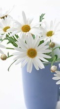 Букеты, Растения, Ромашки, Цветы, Чашки для Sony Ericsson Xperia X10 mini pro