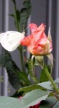 Новые обои 1080x1920 на телефон скачать бесплатно: Бабочки, Цветы, Насекомые, Растения, Розы.