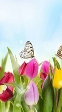 Новые обои на телефон скачать бесплатно: Бабочки, Цветы, Растения, Тюльпаны.