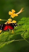 Бабочки, Насекомые для Fly Cumulus 1 FS403