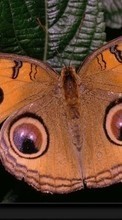 Бабочки, Насекомые для Motorola Moto E