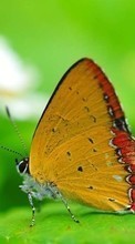 Бабочки,Насекомые для LG Nexus 5X