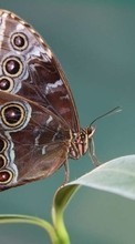 Бабочки, Насекомые для HTC Desire HD
