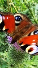 Бабочки,Животные