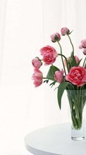 Букеты, Пионы, Растения, Цветы для LG Optimus Hub E510