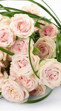 Букеты, Цветы, Праздники, Растения, Розы для LG GW300