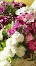 Букеты,Цветы,Растения для Sony Xperia Z2 Tablet