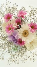 Букеты,Цветы,Растения для Micromax Q415