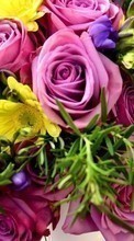 Букеты,Цветы,Растения для Apple iPhone 6