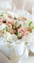 Букеты, Цветы, Растения, Розы для HTC Desire VC