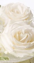 Букеты, Цветы, Растения, Розы для Sony Ericsson Xperia X8