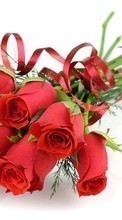 Букеты, Цветы, Растения, Розы для BlackBerry Bold 9700