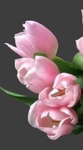 Букеты, Цветы, Растения, Тюльпаны для Samsung Galaxy Ace 3