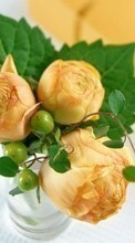 Букеты, Растения, Розы для Apple iPhone XR