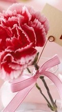 Новые обои на телефон скачать бесплатно: Цветы, День святого Валентина (Valentine&#039;s day), Гвоздики, Любовь, Праздники, Растения, Сердца.