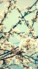 Цветы, Деревья, Фон, Растения для HTC Desire VT