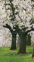 Цветы,Деревья,Пейзаж для Samsung S5233