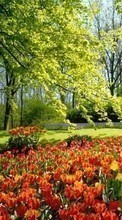 Новые обои 720x1280 на телефон скачать бесплатно: Деревья, Пейзаж, Растения, Тюльпаны, Цветы.