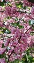 Цветы, Деревья, Растения для Apple iPhone 6s
