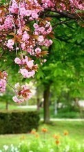 Новые обои на телефон скачать бесплатно: Цветы, Деревья, Растения, Сакура.