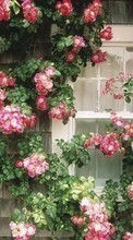 Цветы,Дома,Пейзаж для Meizu MX4