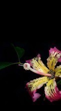 Цветы, Фон, Растения для Samsung D600