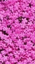 Цветы, Фон, Растения для HTC Desire 626G+