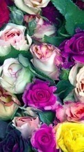 Новые обои на телефон скачать бесплатно: Цветы, Фон, Растения, Розы.
