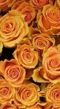 Цветы, Фон, Растения, Розы для Lenovo A328