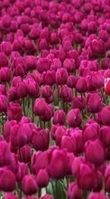 Новые обои 1080x1920 на телефон скачать бесплатно: Цветы, Фон, Растения, Тюльпаны.