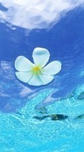 Цветы, Фон, Вода для Meizu MX5