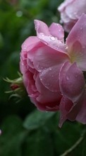 Капли, Растения, Розы, Цветы для LG KF750 Secret
