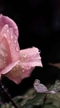 Цветы,Капли,Растения,Розы для Nokia Asha 305