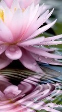 Цветы, Капли, Растения, Вода для Samsung Galaxy Ace 4