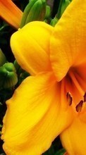 Цветы, Лилии, Растения для HTC Desire 510