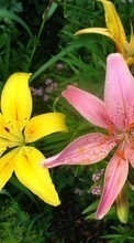 Новые обои 360x640 на телефон скачать бесплатно: Цветы, Лилии, Растения.