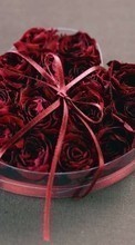 День святого Валентина (Valentine&#039;s day), Любовь, Праздники, Растения, Розы, Сердца, Цветы для Motorola Milestone