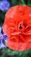 Цветы, Маки, Растения для HTC Desire 510