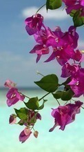 Цветы, Море, Пейзаж, Растения для Samsung Wave 723