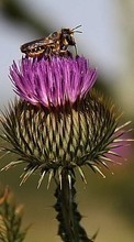 Цветы, Насекомые, Пчелы для Sony Ericsson Xperia Neo