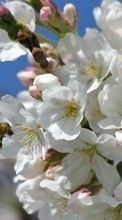 Новые обои на телефон скачать бесплатно: Цветы,Насекомые,Пчелы,Растения.